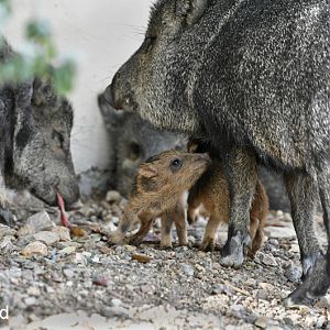 newborn javelinas