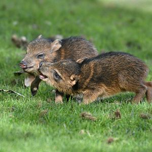 baby javelinas