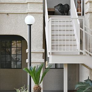 javelina on my neighbors porch