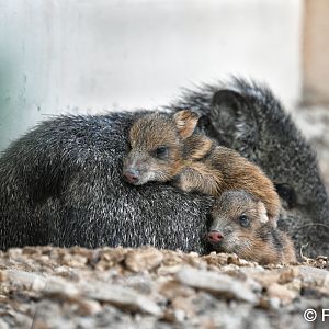 newborn javelinas on mother