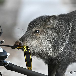 javelina tasting my camera strap