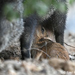 newborn javelina nursing