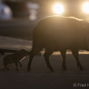 javelina mother and baby