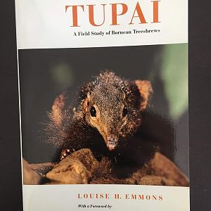TUPAI: A Field Study of Bornean Treeshrews