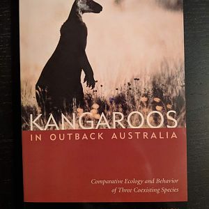 Kangaroos In Outback Australia