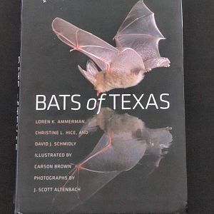 Bats of Texas