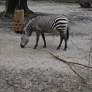 Hartmann's Mountain Zebra