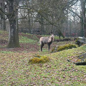 Apennine Chamois