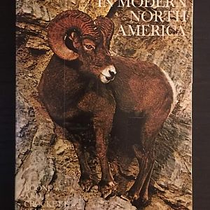 The Wild Sheep in Modern North America