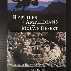 Reptiles & Amphibians of the Mojave Desert: A Field Guide