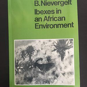 Ibexes in an African Environment