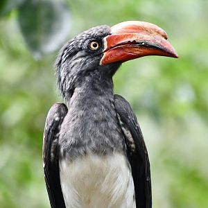 Crowned Hornbill (Tockus alboterminatus)