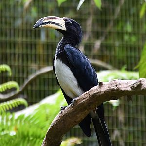 African Pied Hornbill (Lophoceros fasciatus)