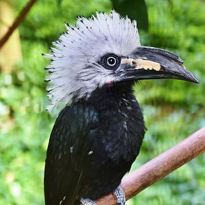 Western Long-tailed Hornbill (Horizocerus albocristatus)