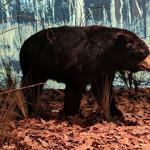 American black bear (Ursus americanus)