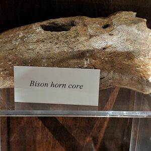 Fossil bison horn core
