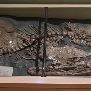 Trinacromerum skeleton