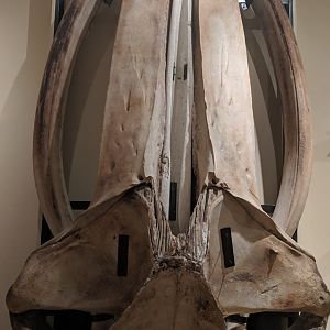 Humpback whale (Megaptera novaeangliae) skull