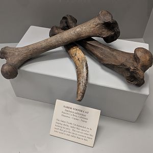 Smilodon californicus humerus, canine, and femur