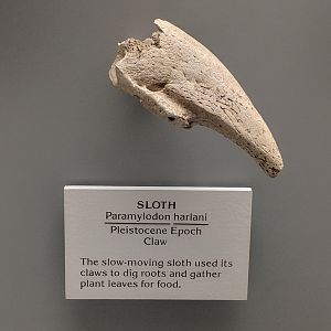 Paramylodon harlani claw