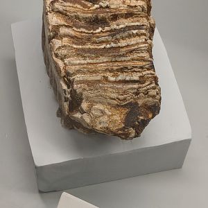 Mammuthus imperator tooth