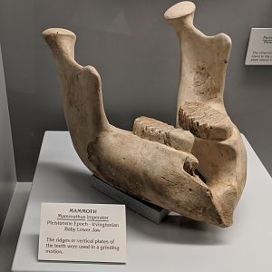 Mammuthus imperator juvenile lower jaw