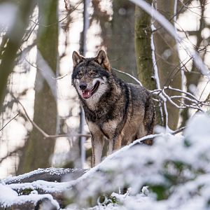 European Wolf enjoys winter