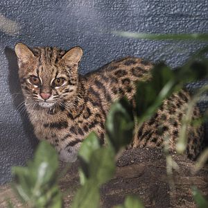 Southern Brazilian little spotted cat