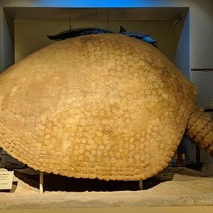 Glyptotheriun floridanum