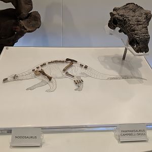 Nodosaurus material (Left) and Pawpawsaurus campbelli skull (right)