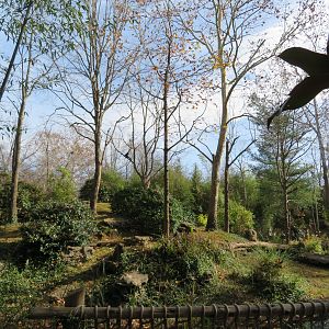 White-cheeked Gibbon Island