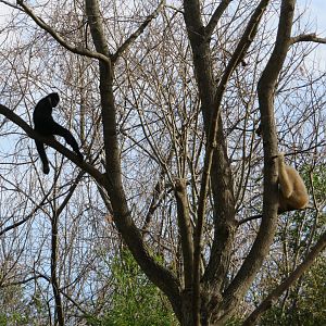 Northern White-cheeked Gibbons