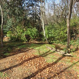 Saddle-billed Stork Exhibit