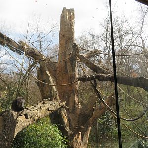 Mexican Spider Monkey Exhibit