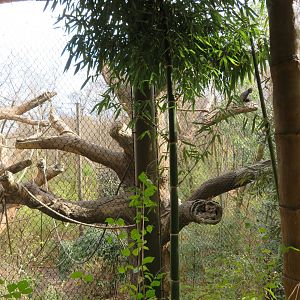 Mexican Spider Monkey Exhibit