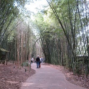 Bamboo Trail Path