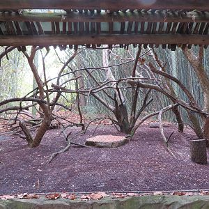 Red Ruffed Lemur Exhibit