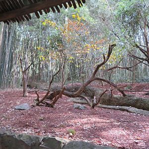Ring-tailed Lemur Exhibit