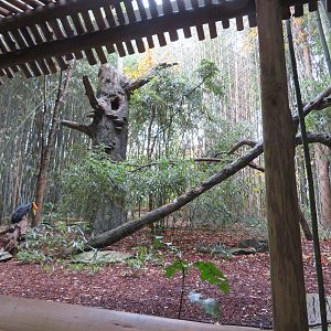 Rhinoceros Hornbill Exhibit
