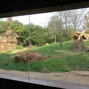 Andean Bear Exhibit