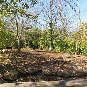 Red River Hog Exhibit