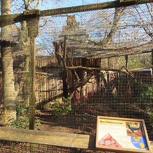 Blue-billed Curassow Exhibit