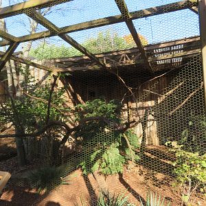Black-throated Magpie-jay Exhibit