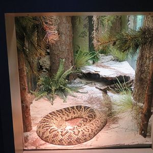 Eastern Diamondback Rattlesnake Exhibit