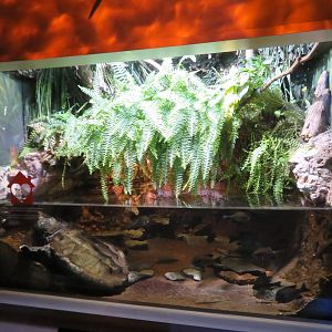 Alligator Snapping Turtle Exhibit