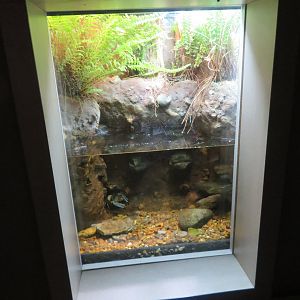 Bigclaw Crayfish Exhibit