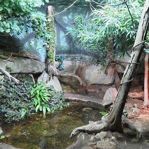 Anaconda/Boa Constrictor Exhibit