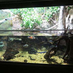 Neotropical Tank