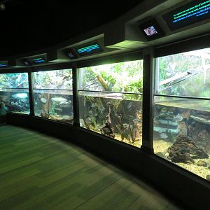 Neotropical Tanks