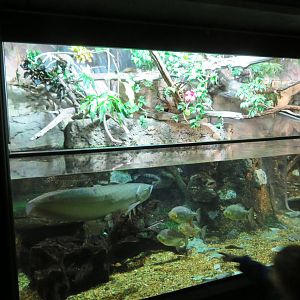 Neotropical Tank